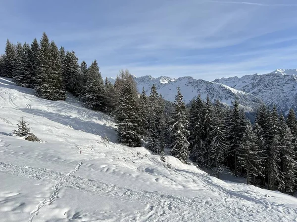 Picturesque Canopies Alpine Trees Typical Winter Atmosphere Swiss Alps Tourist — Zdjęcie stockowe