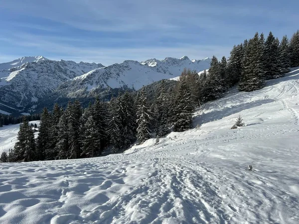 Picturesque Canopies Alpine Trees Typical Winter Atmosphere Swiss Alps Tourist — ストック写真