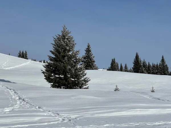Sviçre Alpleri Ndeki Tipik Kış Atmosferindeki Alp Ağaçlarının Sviçre Nin — Stok fotoğraf
