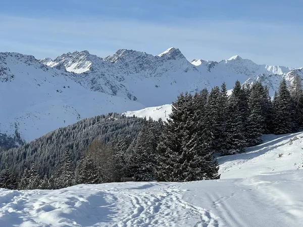 Pintorescas Copas Árboles Alpinos Ambiente Típico Invierno Los Alpes Suizos —  Fotos de Stock