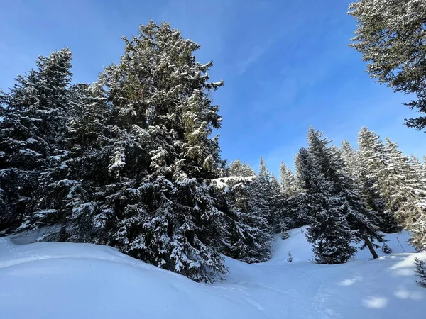 Stock image Picturesque canopies of alpine trees in a typical winter atmosphere in the Swiss Alps and over the tourist resort of Arosa - Canton of Grisons, Switzerland (Schweiz)