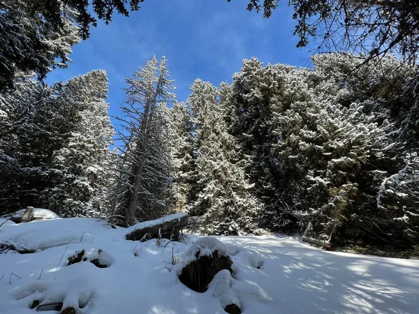 Picturesque Canopies Alpine Trees Typical Winter Atmosphere Swiss Alps Tourist — Stockfoto