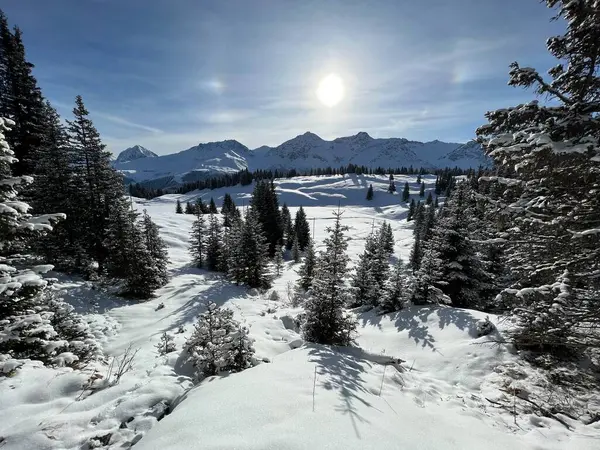 Picturesque Canopies Alpine Trees Typical Winter Atmosphere Swiss Alps Tourist — Stockfoto
