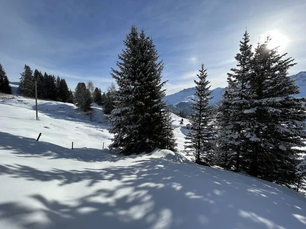 Malerische Baumkronen Typischer Winteratmosphäre Den Schweizer Alpen Und Über Dem — Stockfoto