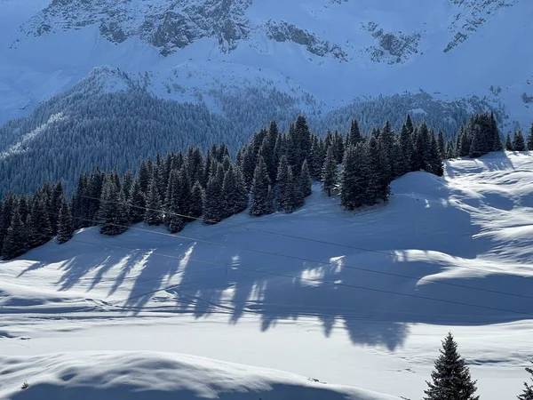 Picturesque Canopies Alpine Trees Typical Winter Atmosphere Swiss Alps Tourist — Foto de Stock