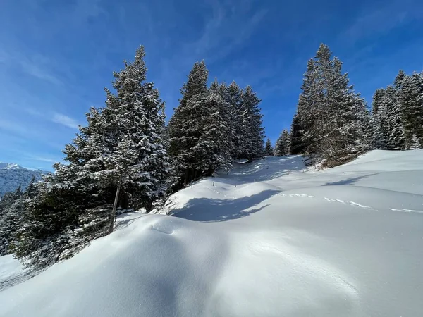 Pittoreska Toppar Alpina Träd Typisk Vinteratmosfär Schweiziska Alperna Och Över — Stockfoto