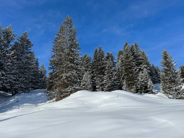 Picturesque Canopies Alpine Trees Typical Winter Atmosphere Swiss Alps Tourist — Foto Stock