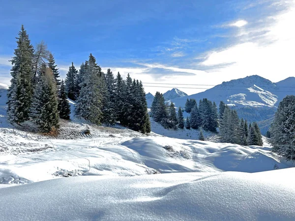 Живописные Навесы Альпийских Деревьев Типичной Зимней Атмосфере Швейцарских Альпах Над — стоковое фото