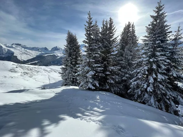 Живописные Навесы Альпийских Деревьев Типичной Зимней Атмосфере Швейцарских Альпах Над — стоковое фото