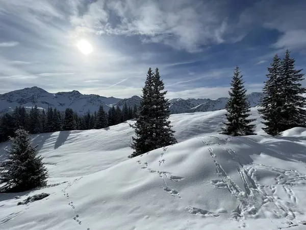 Schilderachtige Luifels Van Alpiene Bomen Een Typische Winterse Sfeer Zwitserse — Stockfoto