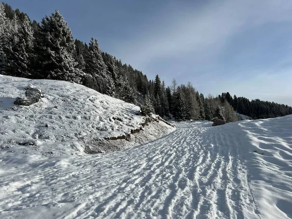 Excellently Arranged Cleaned Winter Trails Walking Hiking Sports Recreation Area — Foto de Stock