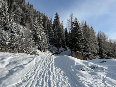 Wonderful winter hiking trails and traces in the fresh alpine snow cover of the Swiss Alps and over the tourist resort of Arosa - Canton of Grisons, Switzerland (Schweiz)