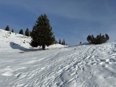 Wonderful winter hiking trails and traces in the fresh alpine snow cover of the Swiss Alps and over the tourist resort of Arosa - Canton of Grisons, Switzerland (Schweiz)
