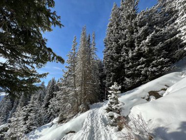 Wonderful winter hiking trails and traces in the fresh alpine snow cover of the Swiss Alps and over the tourist resort of Arosa - Canton of Grisons, Switzerland (Schweiz)