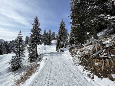 Excellently arranged and cleaned winter trails for walking, hiking, sports and recreation in the area of the Swiss tourist winter resort of Arosa - Canton of Grisons, Switzerland (Schweiz)