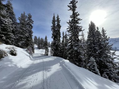 Excellently arranged and cleaned winter trails for walking, hiking, sports and recreation in the area of the Swiss tourist winter resort of Arosa - Canton of Grisons, Switzerland (Schweiz)