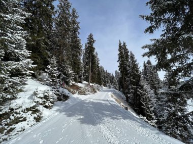 Excellently arranged and cleaned winter trails for walking, hiking, sports and recreation in the area of the Swiss tourist winter resort of Arosa - Canton of Grisons, Switzerland (Schweiz)