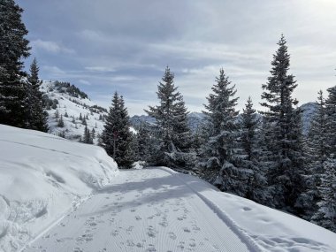 Excellently arranged and cleaned winter trails for walking, hiking, sports and recreation in the area of the Swiss tourist winter resort of Arosa - Canton of Grisons, Switzerland (Schweiz)