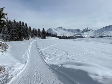 Excellently arranged and cleaned winter trails for walking, hiking, sports and recreation in the area of the Swiss tourist winter resort of Arosa - Canton of Grisons, Switzerland (Schweiz)