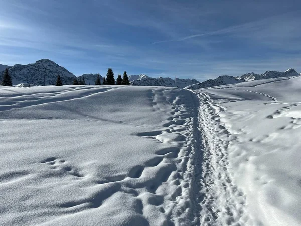 stock image Wonderful winter hiking trails and traces in the fresh alpine snow cover of the Swiss Alps and over the tourist resort of Arosa - Canton of Grisons, Switzerland (Schweiz)