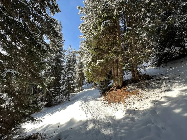 Magnifiques Sentiers Randonnée Hivernale Traces Dans Neige Fraîche Des Alpes — Photo