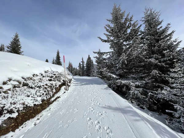 Excellently Arranged Cleaned Winter Trails Walking Hiking Sports Recreation Area — Fotografia de Stock