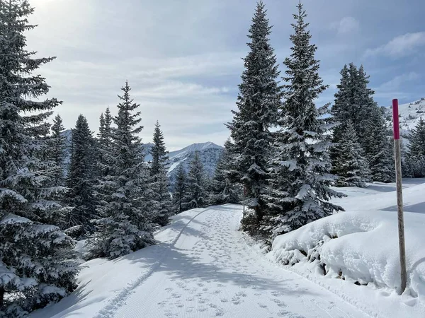 Excellently Arranged Cleaned Winter Trails Walking Hiking Sports Recreation Area — Fotografia de Stock