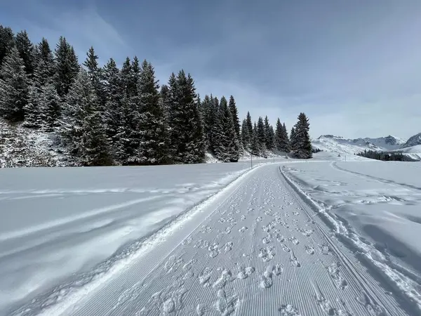 stock image Excellently arranged and cleaned winter trails for walking, hiking, sports and recreation in the area of the Swiss tourist winter resort of Arosa - Canton of Grisons, Switzerland (Schweiz)