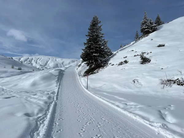 Excellently arranged and cleaned winter trails for walking, hiking, sports and recreation in the area of the Swiss tourist winter resort of Arosa - Canton of Grisons, Switzerland (Schweiz)