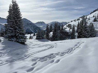 Wonderful winter hiking trails and traces in the fresh alpine snow cover of the Swiss Alps and over the tourist resort of Arosa - Canton of Grisons, Switzerland (Schweiz)