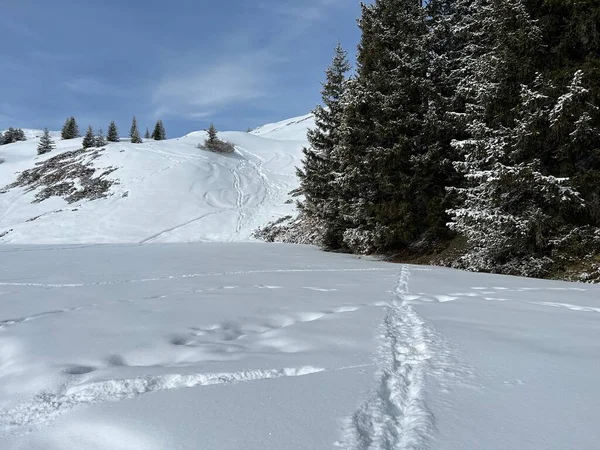 Wonderful Winter Hiking Trails Traces Fresh Alpine Snow Cover Swiss — Stock Fotó