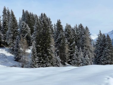 İsviçre Alpleri 'ndeki tipik kış atmosferindeki alp ağaçlarının ve İsviçre' nin Grisonlar Kantonu 'ndaki turizm beldesi Arosa' nın üzerindeki resim gibi gölgeler (Schweiz)