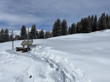 Picturesque canopies of alpine trees in a typical winter atmosphere in the Swiss Alps and over the tourist resort of Arosa - Canton of Grisons, Switzerland (Schweiz)