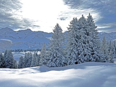 Picturesque canopies of alpine trees in a typical winter atmosphere in the Swiss Alps and over the tourist resort of Arosa - Canton of Grisons, Switzerland (Schweiz)
