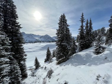 Picturesque canopies of alpine trees in a typical winter atmosphere in the Swiss Alps and over the tourist resort of Arosa - Canton of Grisons, Switzerland (Schweiz)