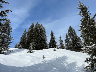 Picturesque canopies of alpine trees in a typical winter atmosphere in the Swiss Alps and over the tourist resort of Arosa - Canton of Grisons, Switzerland (Schweiz)