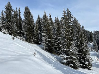 İsviçre Alpleri 'ndeki tipik kış atmosferindeki alp ağaçlarının ve İsviçre' nin Grisonlar Kantonu 'ndaki turizm beldesi Arosa' nın üzerindeki resim gibi gölgeler (Schweiz)