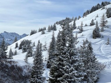 Picturesque canopies of alpine trees in a typical winter atmosphere in the Swiss Alps and over the tourist resort of Arosa - Canton of Grisons, Switzerland (Schweiz)