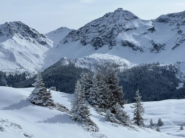 Picturesque canopies of alpine trees in a typical winter atmosphere in the Swiss Alps and over the tourist resort of Arosa - Canton of Grisons, Switzerland (Schweiz)