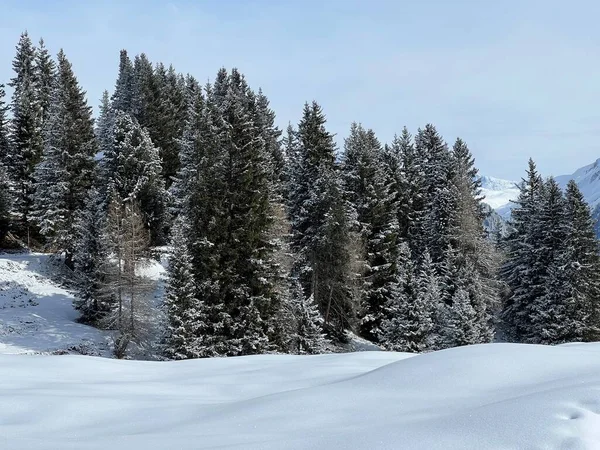 瑞士阿尔卑斯山地区典型的冬季气候中 以及瑞士格里森州Arosa旅游胜地上空 高山树的风景如画的日光浴 — 图库照片