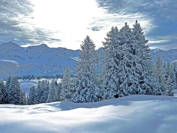 Malebné Baldachýny Alpských Stromů Typické Zimní Atmosféře Švýcarských Alpách Nad — Stock fotografie