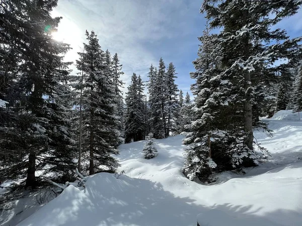 Picturesque Canopies Alpine Trees Typical Winter Atmosphere Swiss Alps Tourist — Stock Photo, Image