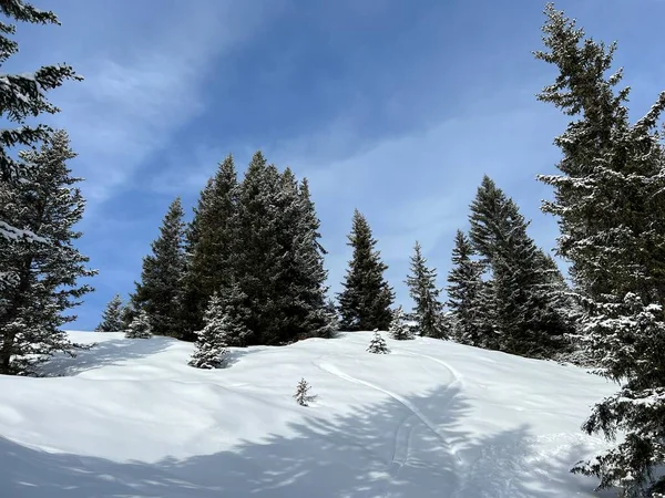 Pittoreska Toppar Alpina Träd Typisk Vinteratmosfär Schweiziska Alperna Och Över — Stockfoto