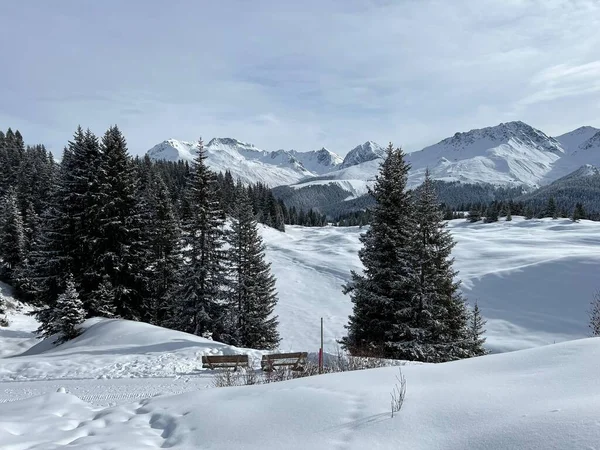 Picturesque Canopies Alpine Trees Typical Winter Atmosphere Swiss Alps Tourist — Stock fotografie