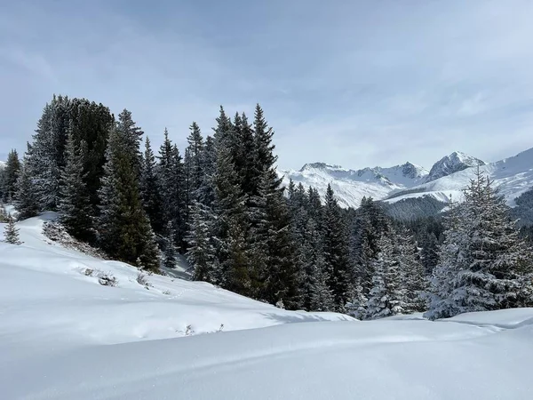Malerische Baumkronen Typischer Winteratmosphäre Den Schweizer Alpen Und Über Dem — Stockfoto