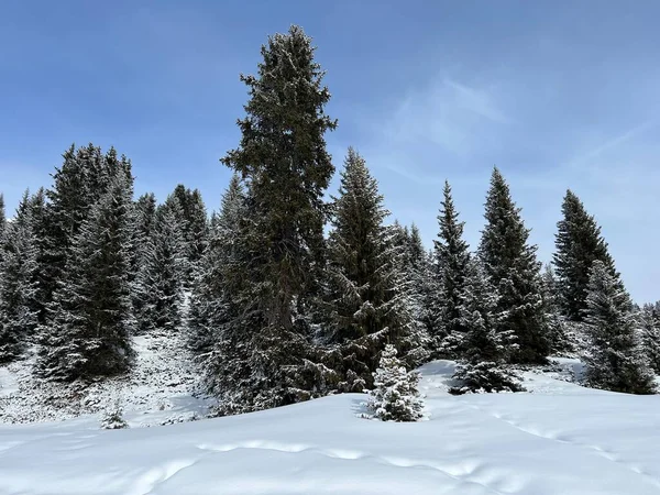 Canopées Pittoresques Arbres Alpins Dans Une Atmosphère Hivernale Typique Dans — Photo