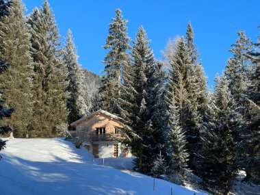 İsviçre Alpleri 'ndeki Valbella ve Lenzerheide tatil beldelerinin üzerindeki kar yağışı sonrası tipik bir kış atmosferindeki alp ağaçlarının resimli gölgeleri - İsviçre' deki Grisonlar Kantonu (Schweiz)