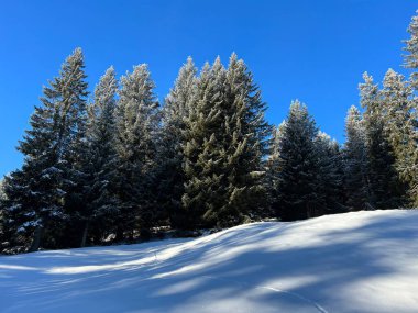 İsviçre Alpleri 'ndeki Valbella ve Lenzerheide tatil beldelerinin üzerindeki kar yağışı sonrası tipik bir kış atmosferindeki alp ağaçlarının resimli gölgeleri - İsviçre' deki Grisonlar Kantonu (Schweiz)