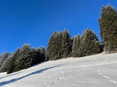 İsviçre Alpleri 'ndeki Valbella ve Lenzerheide tatil beldelerinin üzerindeki kar yağışı sonrası tipik bir kış atmosferindeki alp ağaçlarının resimli gölgeleri - İsviçre' deki Grisonlar Kantonu (Schweiz)