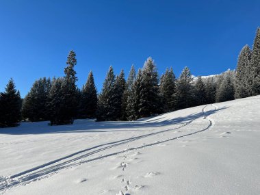 İsviçre Alpleri 'ndeki Valbella ve Lenzerheide tatil beldelerinin üzerindeki kar yağışı sonrası tipik bir kış atmosferindeki alp ağaçlarının resimli gölgeleri - İsviçre' deki Grisonlar Kantonu (Schweiz)